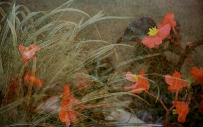 Begonia and Grass