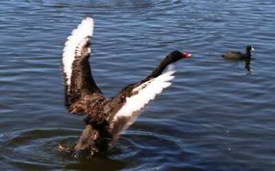 Black Swan. Australia 2
