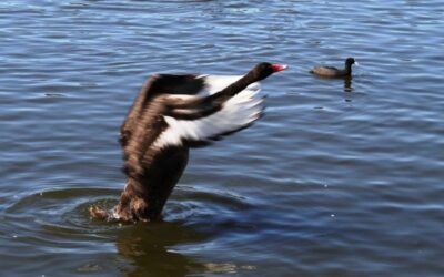 Black Swan. Australia 1