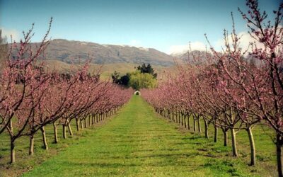 Cherry Orchard-NZ