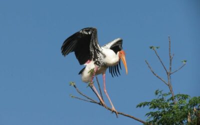 Painted Stork 1
