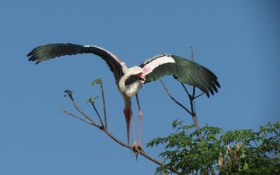 Painted Stork 2