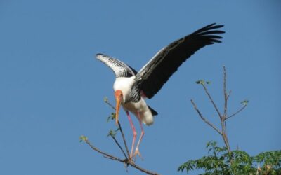 Painted Stork 3