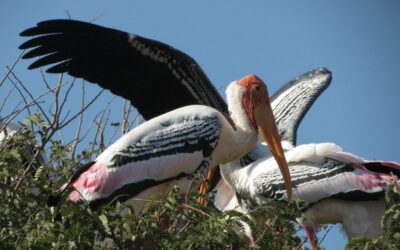 Phalanx - Painted Stork