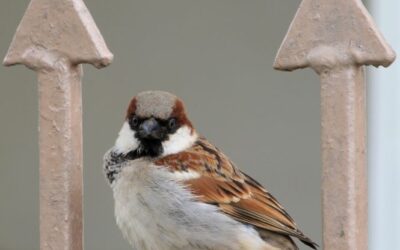 Sparrow 2