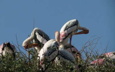 Tableaux - Painted Stork